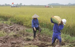 Chương Mỹ &#40;Hà Nội&#41;: Diện mạo mới nhờ dồn điền đổi thửa