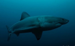 Cá mập trắng “hàng khủng” bị sinh vật lạ ăn thịt dã man