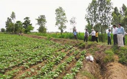 Hà Tĩnh: 170 tỷ đồng cho nông sản chủ lực