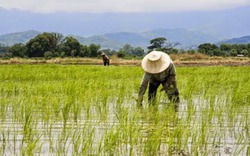 Nông dân trồng lúa Thái Lan muốn gì nếu không có chương trình trợ giá lúa gạo?