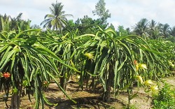 Nông dân lật tẩy chiêu thu gom bông thanh long của Trung Quốc