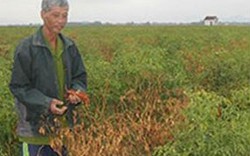 Doanh nghiệp Trung Quốc bỏ chạy, nông dân trồng ớt trắng tay