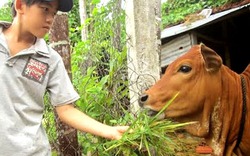 Nắng hạn thiêu đốt, nông dân Quảng Ngãi gặt lúa cho... bò ăn