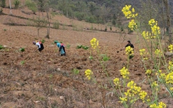 Miên man mùa gieo hạt