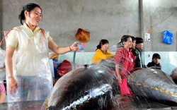 Nhật Bản giúp ngư dân Việt Nam đưa cá ngừ sang thị trường Mỹ