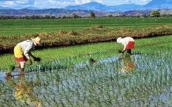 Philippines tăng diện tích lúa lai thêm 200.000 ha 