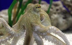 Xuất khẩu mực, bạch tuộc sang Mỹ hồi phục 
