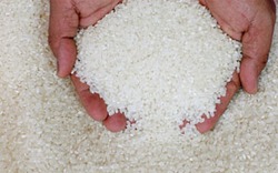 Sản lượng gạo trắng toàn cầu đạt kỷ lục 480,7 triệu tấn