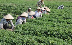 T.Ư Hội Nông dân Việt Nam: Kiểm tra công tác hội ở Tây Ninh