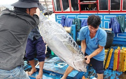 Làng chài sôi động mùa “Quơ-cắp”