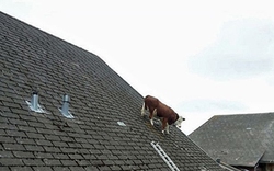 KỲ DỊ: Bò tự leo lên nóc nhà đi dạo