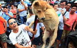Trung Quốc: Lễ hội thịt chó và nước mắt của người yêu động vật