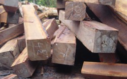 Gia Lai: Thu giữ 199 hộp gỗ xẻ tàng trữ trái phép