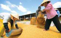 Giá gạo xuất khẩu tăng vọt