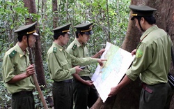 Việt Nam nhận chứng chỉ quản lý rừng bền vững