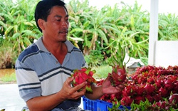 Lão nông &#34;phù phép&#34; đất phèn “đẻ” trái ngọt và trang trại thanh long tiền tỷ