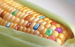 Người tiêu dùng Mỹ ủng hộ thực phẩm biến đổi gene