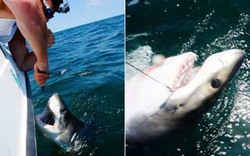 Câu cá mập trắng khổng lồ chỉ để chụp ảnh “tự sướng“