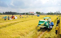 “Ngó lơ” vai trò của Hội trong cánh đồng lớn