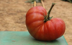 Cà chua khủng 1kg/quả của Lâm Đồng xuất hiện trong siêu thị