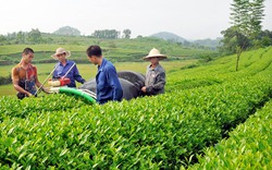 Hội Nông dân với công tác phản biện, giám sát: Đổi mới để “ghi điểm hài lòng”