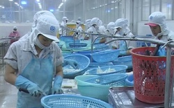 Mỹ, Nhật tăng nhập thủy sản Khánh Hòa