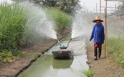 Tại sao chỉ nông dân Việt dễ bị gian thương Trung Quốc lừa?