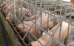 Long An: Hơn 100 hộ nuôi lợn có giấy chứng nhận GAP