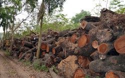 Phó Thủ tướng yêu cầu Hà Nội xử nghiêm vụ chặt cây xanh 