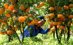 Bón phân NPK-S Lâm Thao cho cây cam, quýt