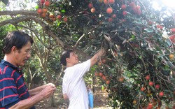 Đông Nam Bộ: Khô hạn làm cây rụng bông, rụng quả