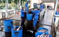 Brazil dỡ bỏ lệnh cấm nhập khẩu cá tra Việt Nam
