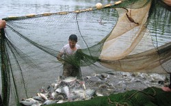 Không nên phát  triển nóng cá rô phi