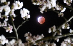 Chiêm ngưỡng “trăng máu” tuyệt đẹp trên khắp thế giới