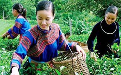 Chăm sóc cây chè ở Phú Thọ bằng phân NPK Văn Điển