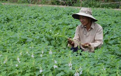 Đua nhau trồng mè cho lợi nhuận gấp 2,5 lần trồng lúa