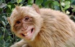Trẻ bốn tuổi suýt mù loà do khỉ cắn gây nhiễm trùng