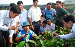 Chỉ trồng 10.000ha mắc ca: “Sự lựa chọn có hơi hướng... an toàn”?