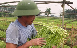 Trồng loa kèn, nông dân Tây Tựu đánh “canh bạc lớn&#34;