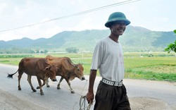 Chọn bò lõ trán mà nuôi 