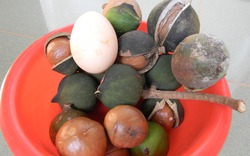 Cây mắc ca cho trái “khủng” to bằng quả trứng gà