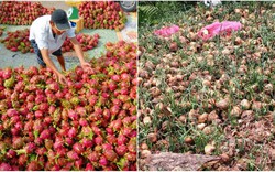 Thanh long, hành tây đồng loạt giảm giá