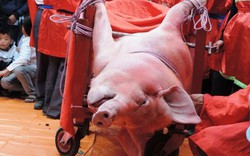 Không có “lễ hội đâm trâu”, “lễ hội chém lợn”… 