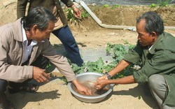 Giám sát vật tư nông nghiệp: Thiếu chuyên môn, khó phối hợp