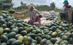 “Chưa có quy hoạch cho vùng trồng dưa hấu”