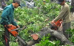 Hà Nội báo cáo vụ chặt cây xanh lên Thanh tra Chính phủ