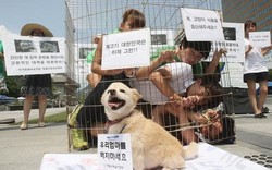 Những chiến dịch “nói không với thịt chó” của “sao” châu Á