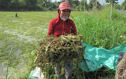 Gỏi rau nhút trộn tôm thịt - món “thăng hoa” ngày hè