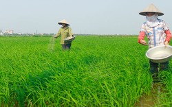 Khử chua bằng  phân lân đơn Lâm Thao