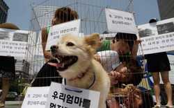 Thế giới: Giết chó dã man có thể phải ngồi tù 5 năm